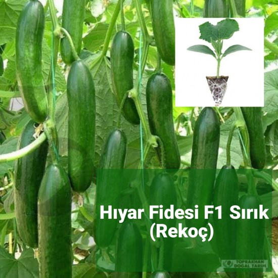 Hıyar Fidesi F1 Sırık (Rekoç)